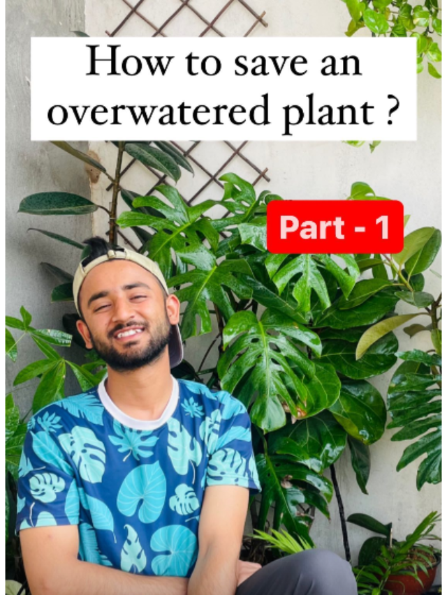 Nanav Punia is not just a gardening influencer—he is inspiring a lifestyle where people reconnect with nature, one plant at a time.