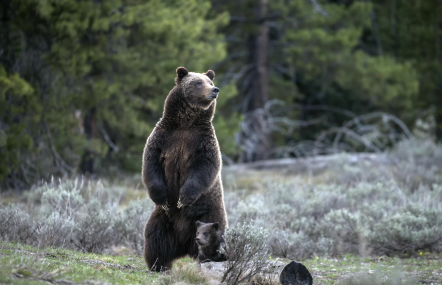 The Tragic Death of Grand Teton Grizzly Bear No. 399