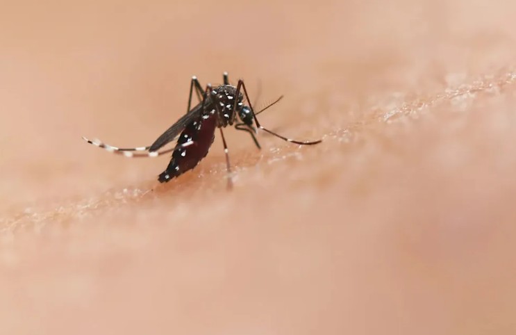 Google Seeks Approval to Release 32 Million Treated Mosquitoes in California and Florida to Combat Disease